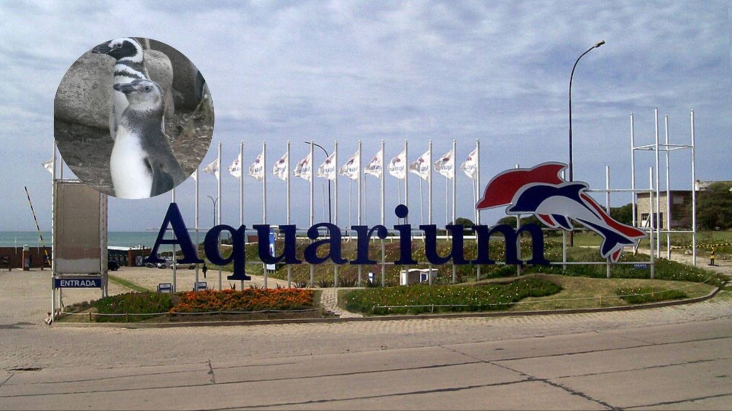 Cuatro pingüinos del ex Aquarium valen $56,8 millones