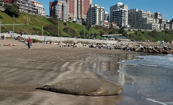 Un elefante marino apareció en la arena de Varese