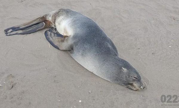 Un lobo marino subantártico apareció en la playa céntrica