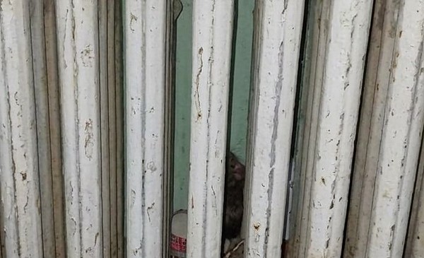 Otra vez hallaron excremento de roedores en aulas
