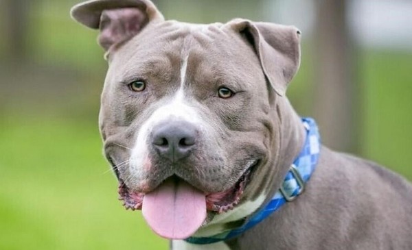 Un perro pitbull mató a un nene de 3 años