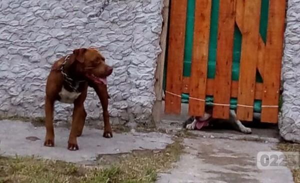 Un perro atacó a un nene de 3 años y recibió 65 puntos