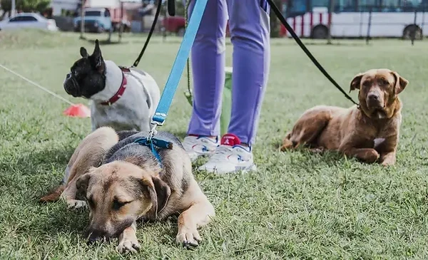 Castrar y vacunar gratis: la agenda animal de la semana