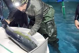 El mar entra al microcine del Sheraton