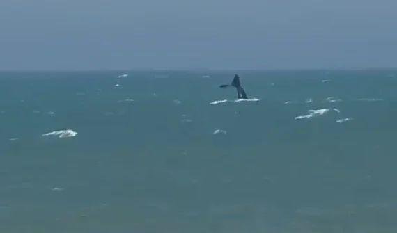 Chapadmalal tuvo su propio show de ballena
