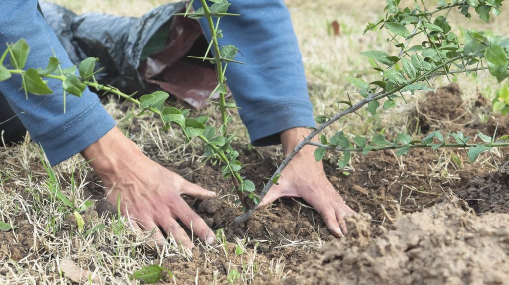 40 árboles para que Pueblo Camet respire distinto
