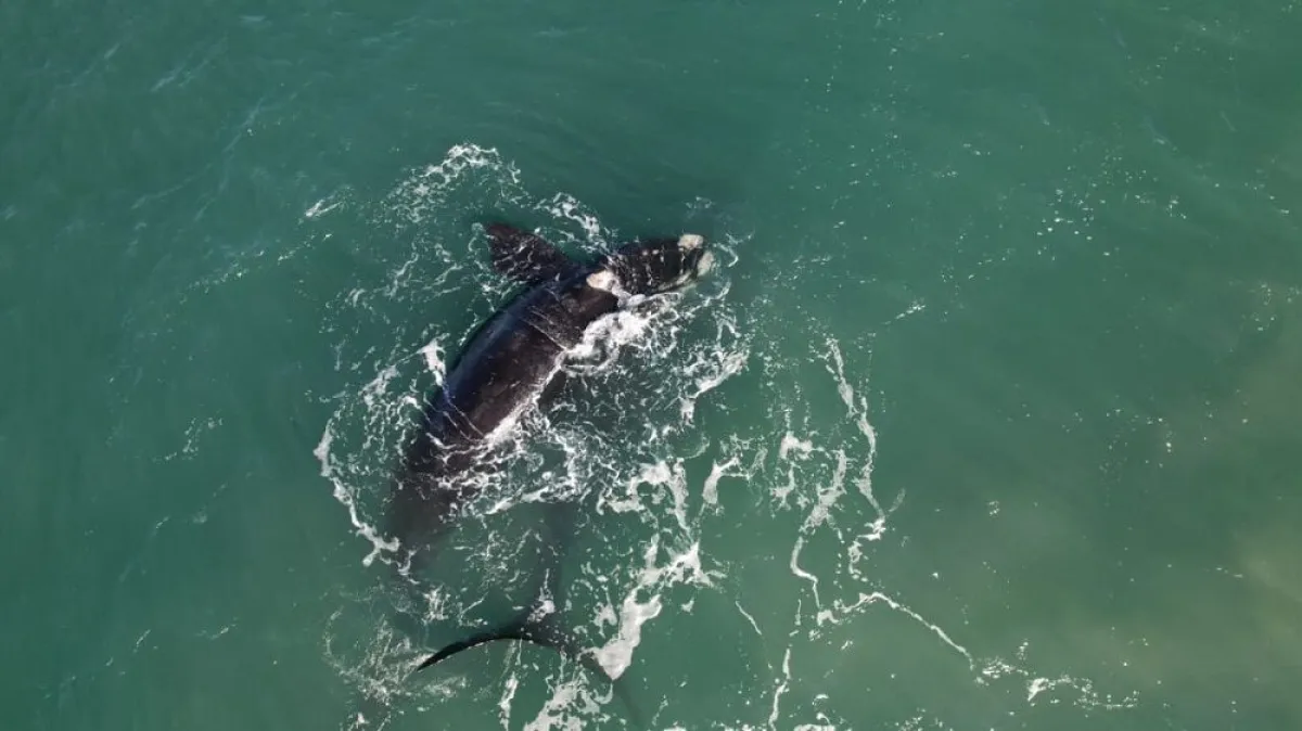Las ballenas ya tienen grupo de WhatsApp en Mar del Plata