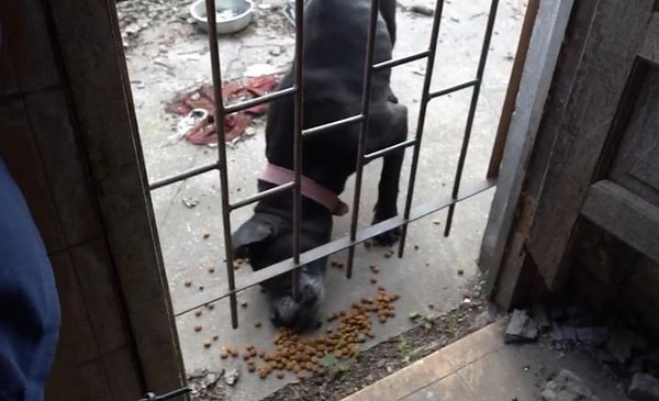 Rescataron tres perros maltratados en dos barrios