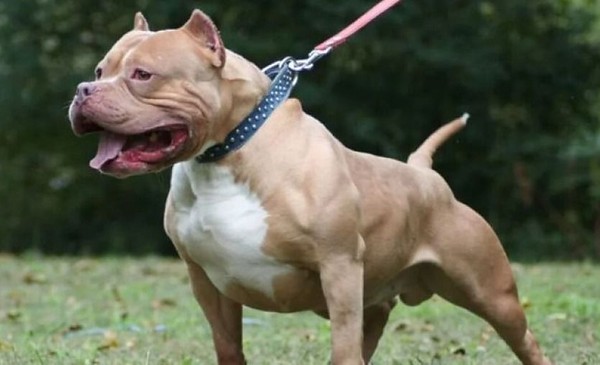 Denuncian paseos sin bozal de un pitbull en Brumana
