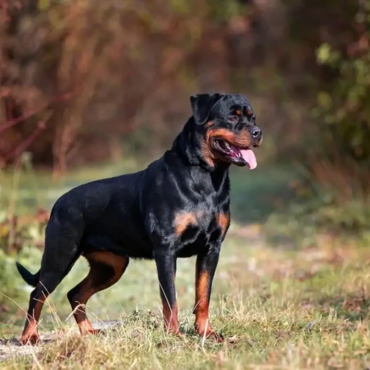 Mujer internada tras ataque de rottweiler en Piedrabuena