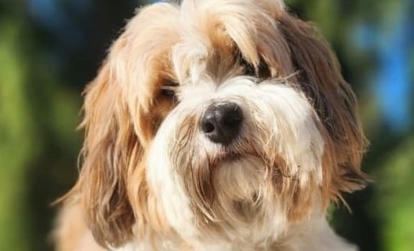 Buscan a Theo por ruta 11 tras perderse en el Bosque