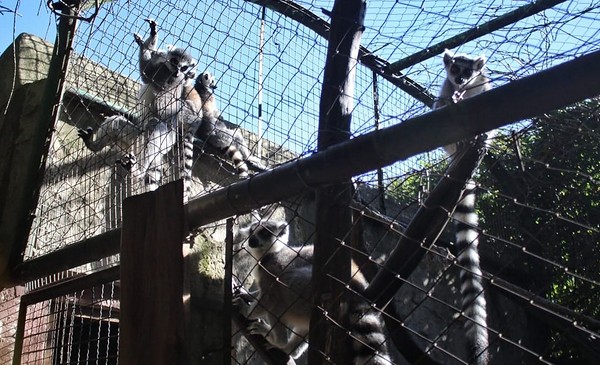 Mar del Plata busca poner vencimiento a los zoos