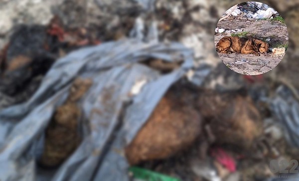 Investigan la muerte de una perra callejera en Las Retamas