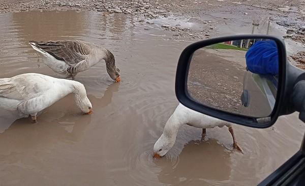 Azopardo se hizo laguna y los patos no dudaron