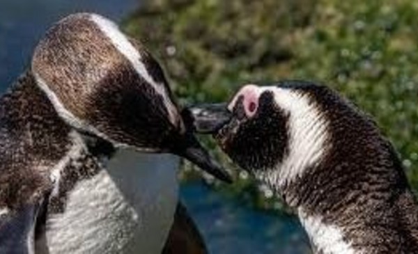 Denuncia penal para frenar traslados de pingüinos del Aquarium