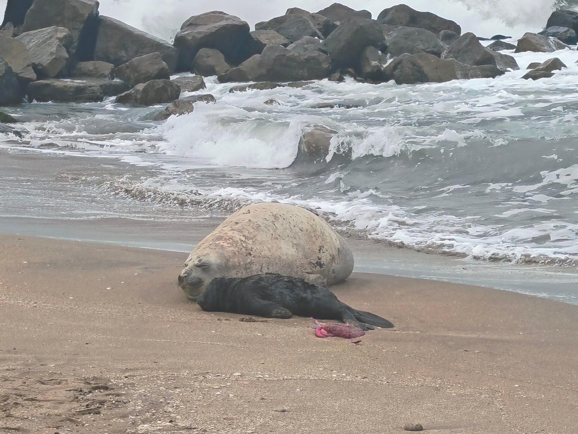 Nacieron crías de elefanta marina frente al Unzué