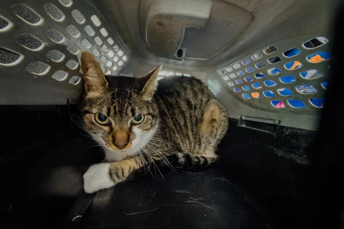 Rescataron a un gato que vivía en una transportadora