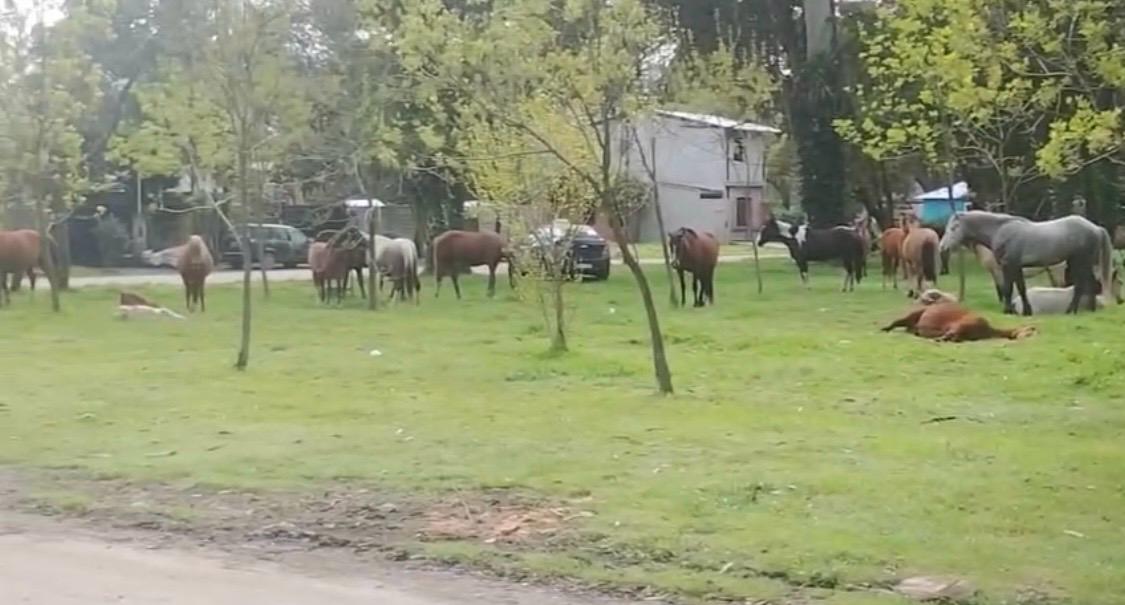 Más de 30 caballos sueltos complican Las Dalias