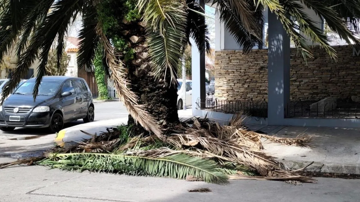Una palmera ardió a metros de Catamarca y Formosa