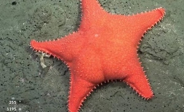 La estrella culona del Conicet salta al cine