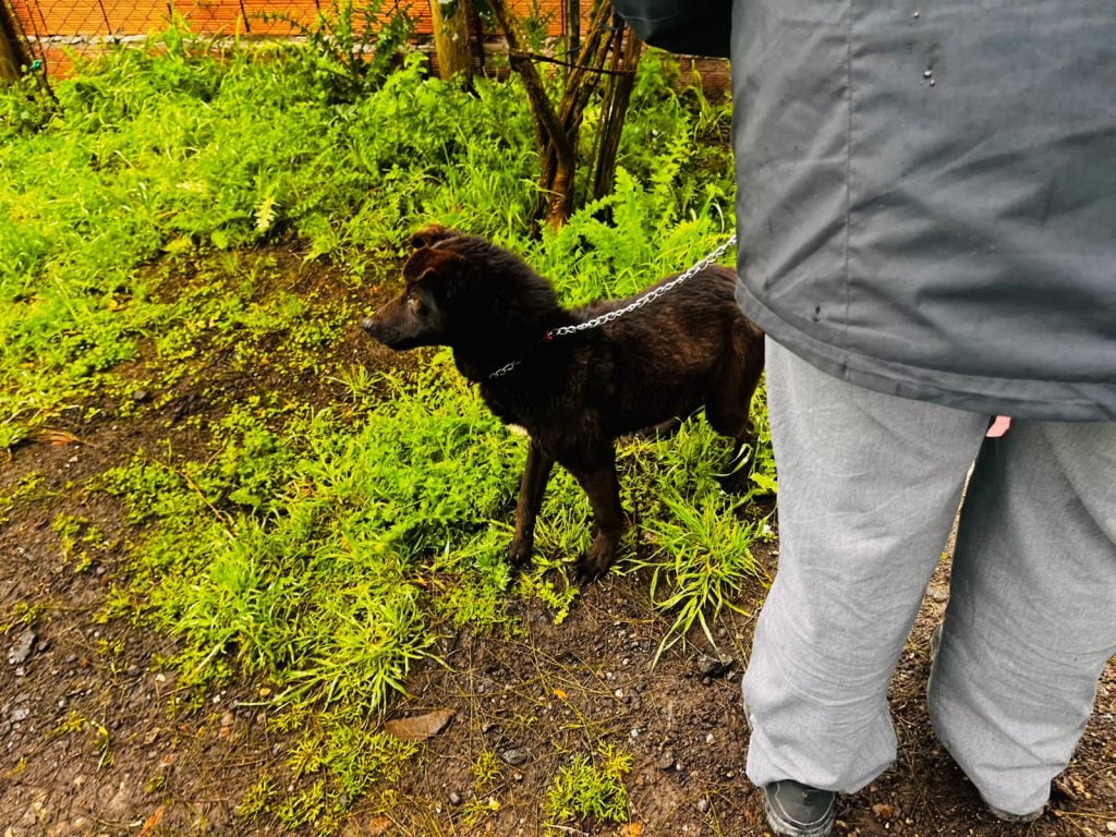 Rescataron una cachorra en mal estado en Santa Rosa