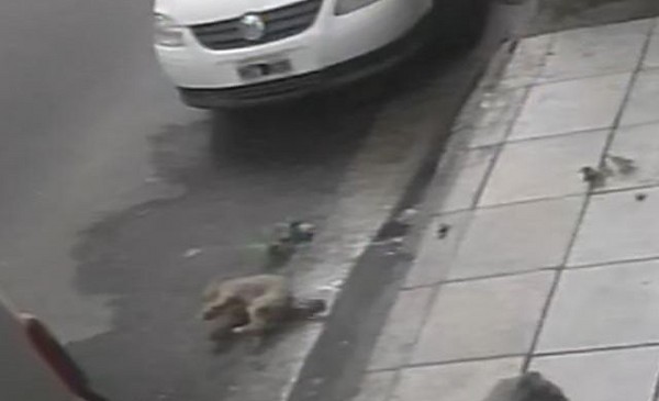 Denuncian que arrojaron una botella y un perro desde un balcón