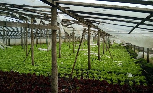 Cinco años sin limpiar canales y alarma en el cordón verde