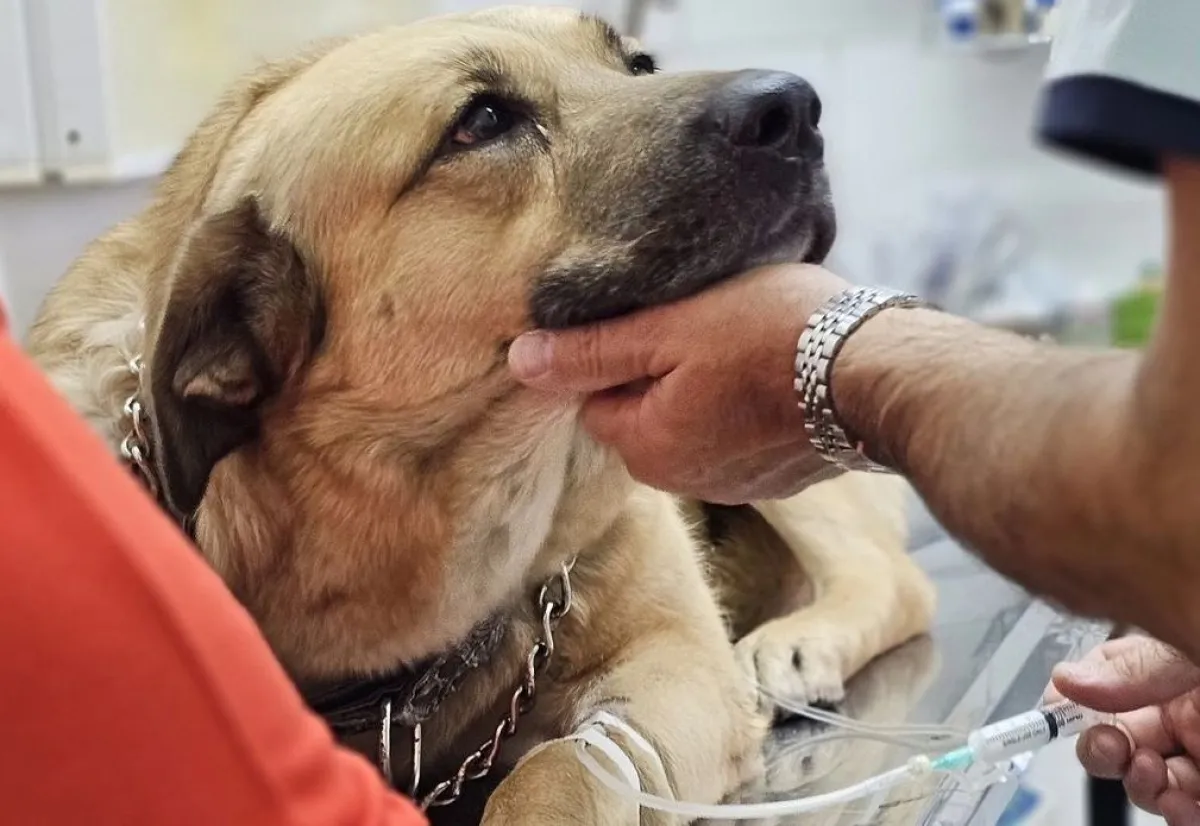 15 cupos por sede para castrar mascotas