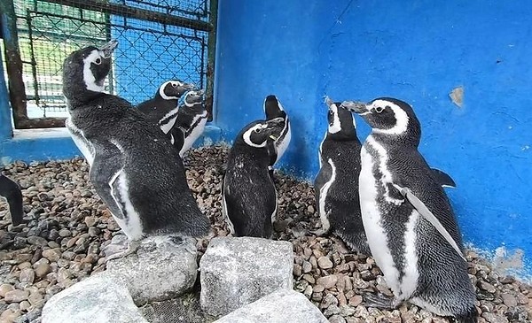 Aquarium vendió 4 pingüinos y cierra el 2 de noviembre