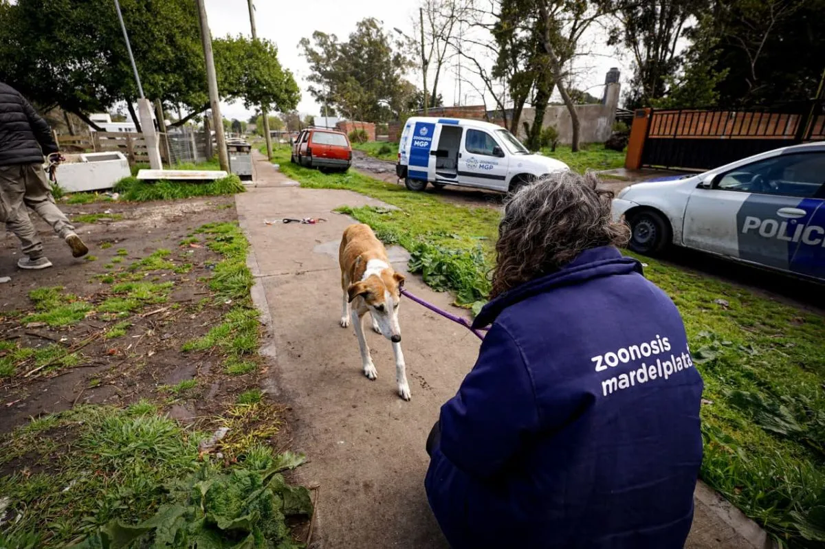 Rescataron a dos galgos por presunto maltrato en San Patricio