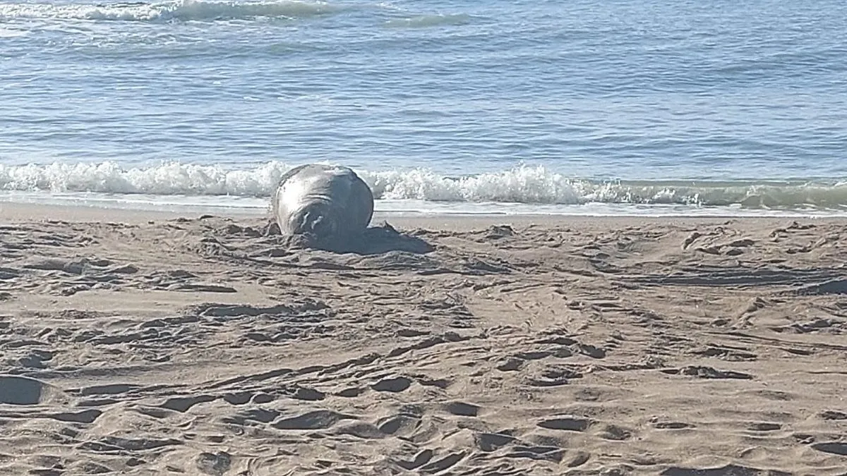 La Perla ya tiene tres elefantes marinos en la playa