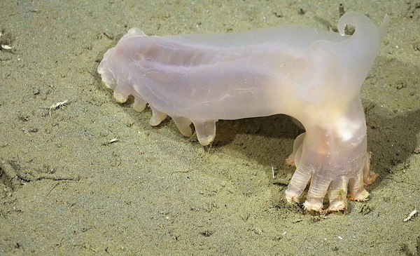 El cañón frente a MDP escondía 57 especies nuevas