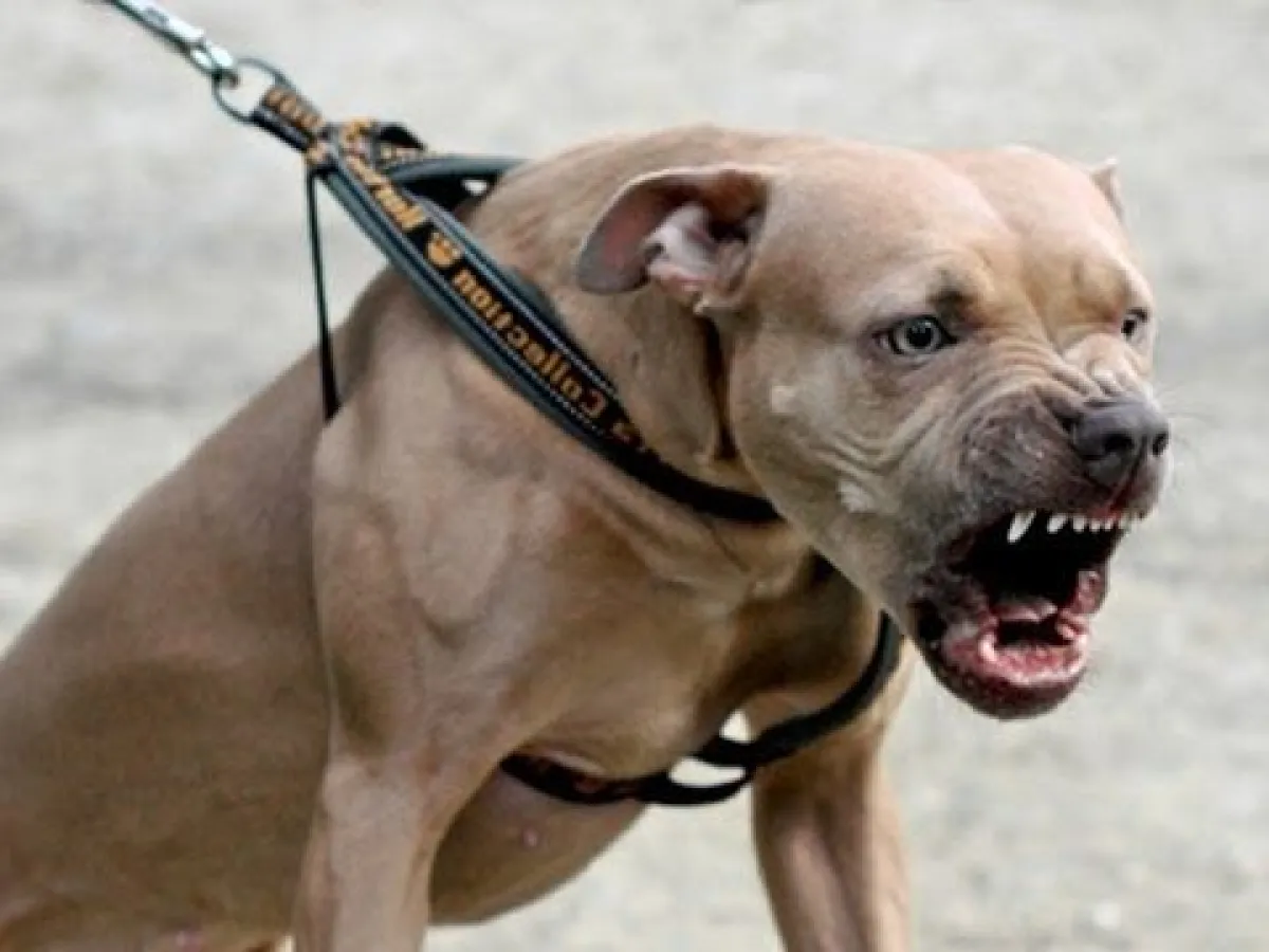 Piden controles tras ataques de perros en espacios públicos
