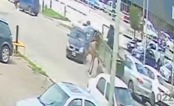 Un caballo chocó un auto en Libertad con tres chicos a bordo