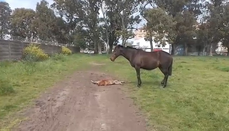 Denuncian caballos sueltos en el predio del HIGA