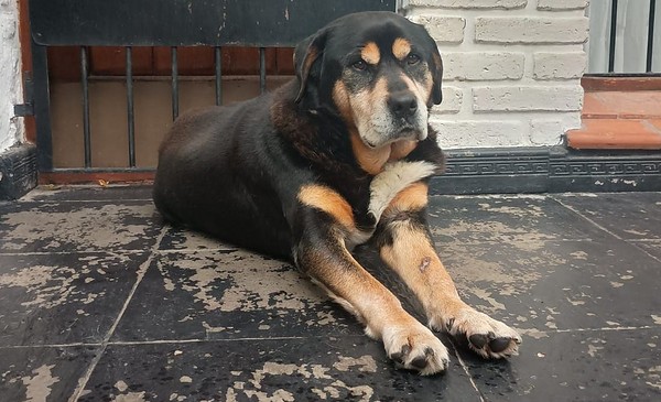 Buscan a Rocko, un perro de 14 años perdido en Bosque Alegre