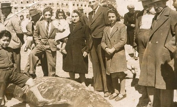 836 cetáceos varados y un misterio de 80 años
