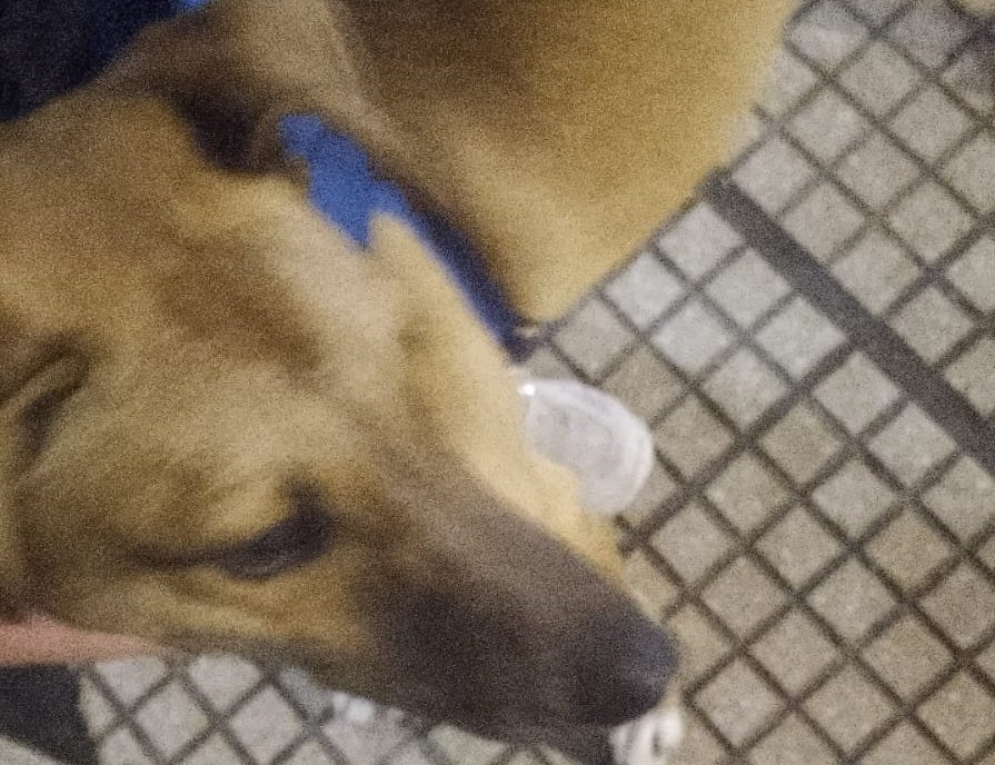 Un perro con correa espera a su familia en el centro