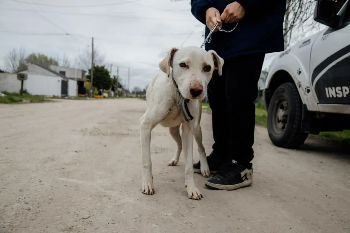 Rescataron a un perro desnutrido en La Herradura