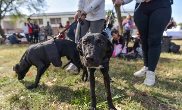 Denuncian acaparamiento de turnos para castrar mascotas