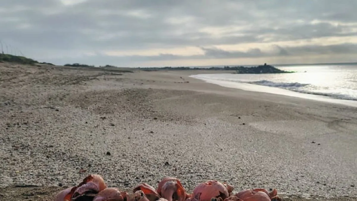 Una perra mordió a Luz Dubedout en una playa del norte