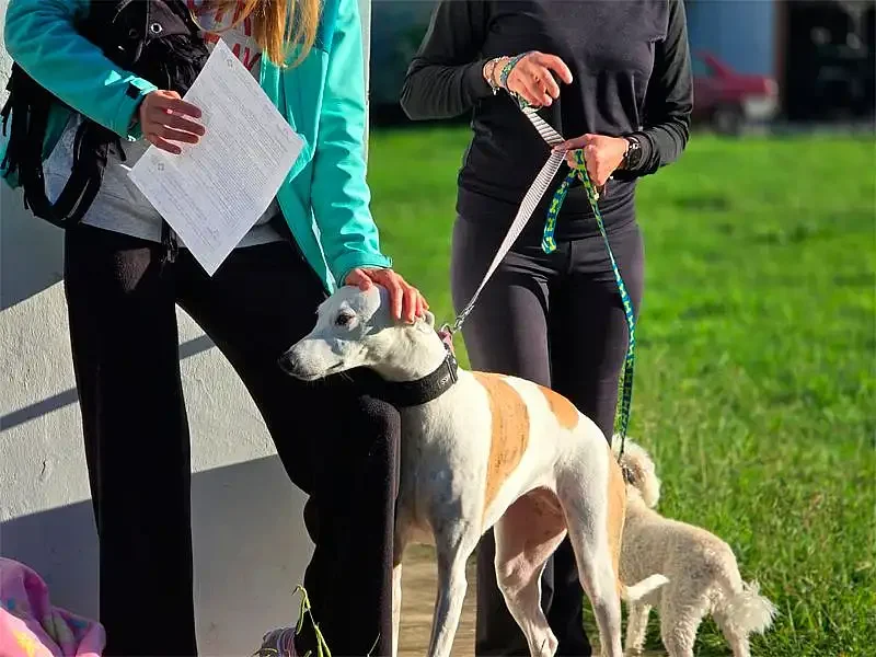 El quirófano móvil sale a buscar mascotas por Tandil