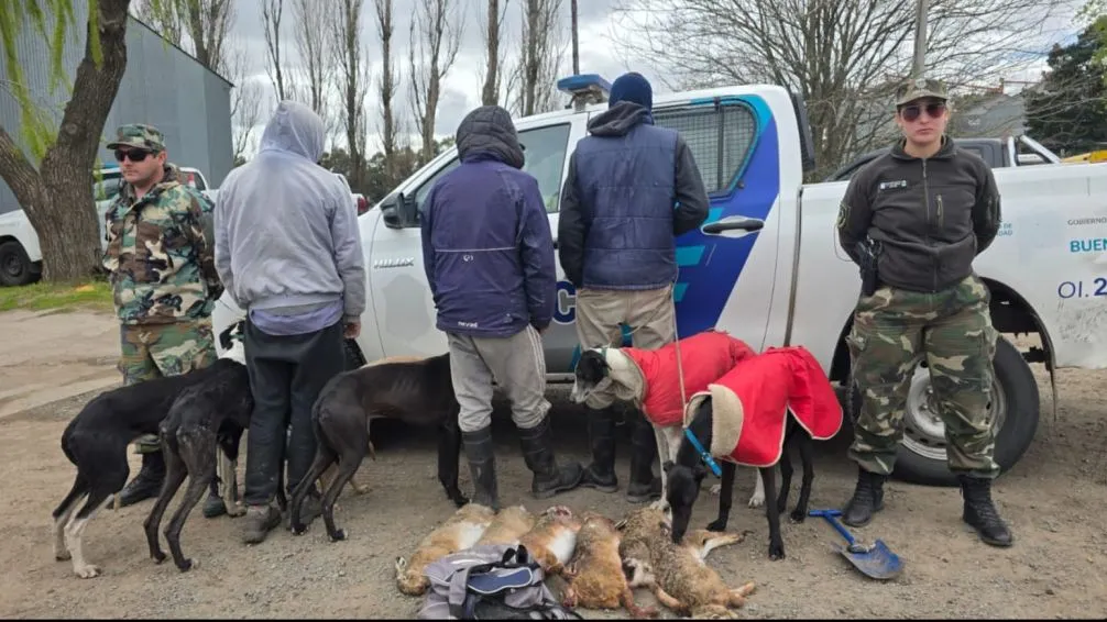 Seis liebres, seis galgos y cero permisos en Tandil