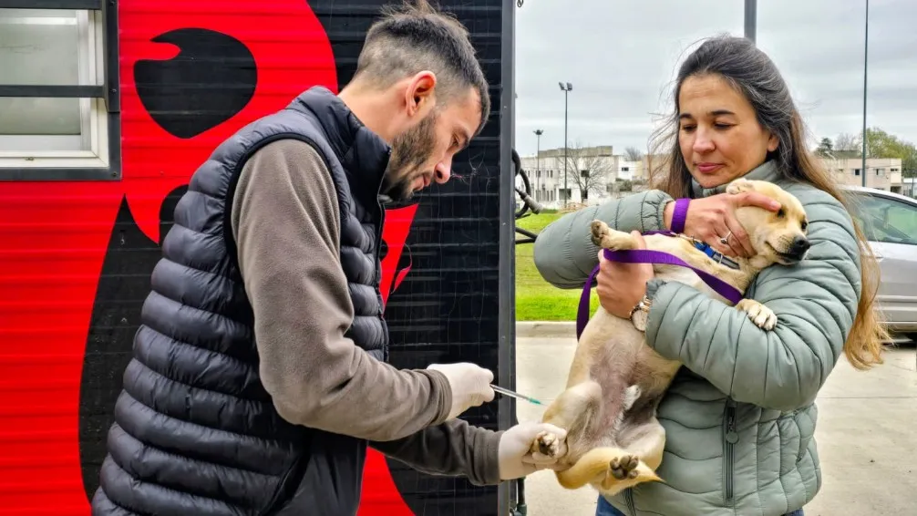 El quirófano móvil sale a buscar mascotas por Tandil