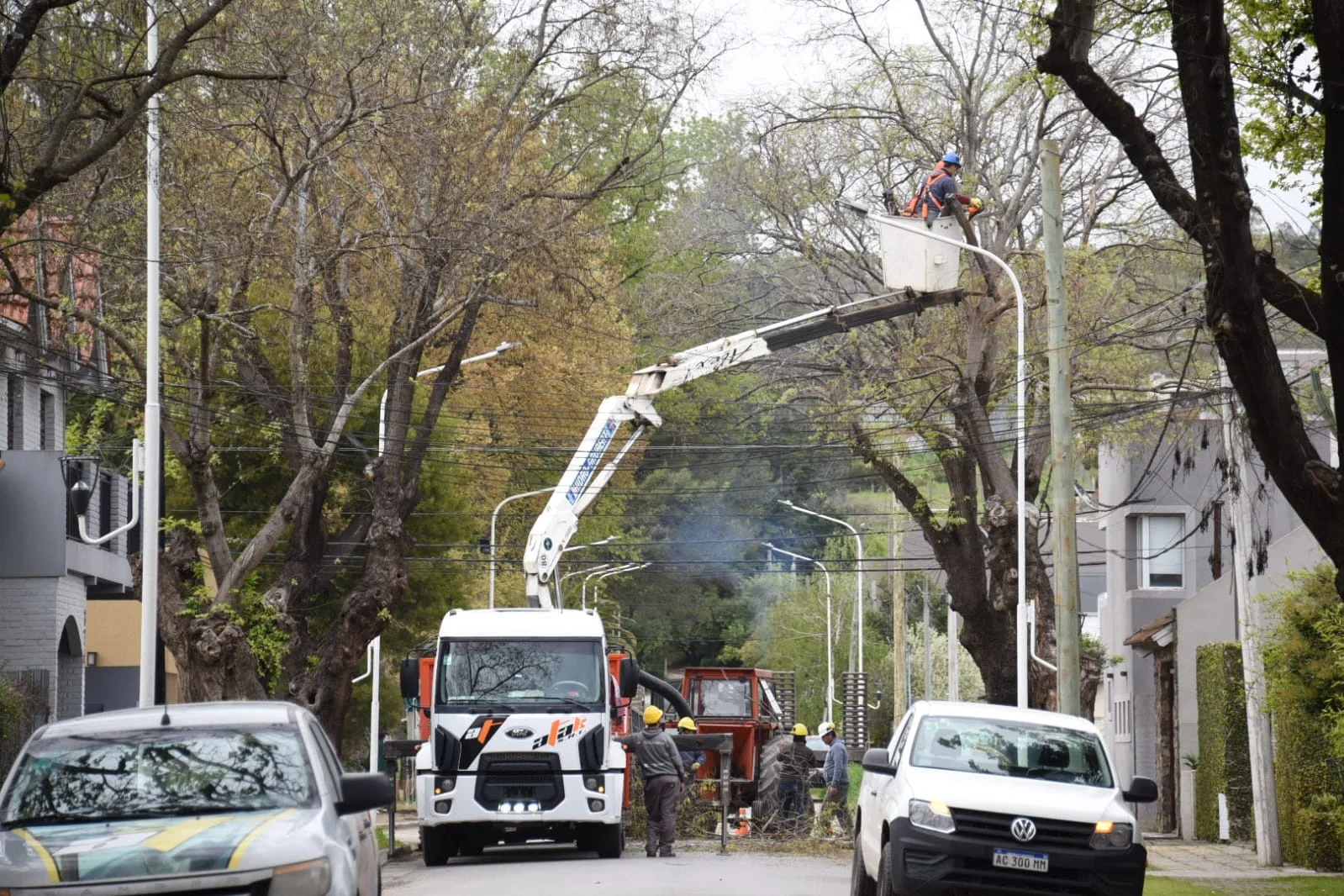 Empezó la remoción de 12 árboles en Richieri