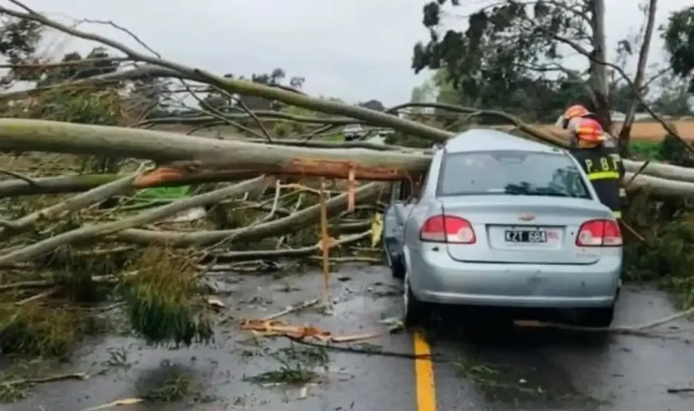Ruta 74: un auto chocó contra un árbol caído cerca de Tandil
