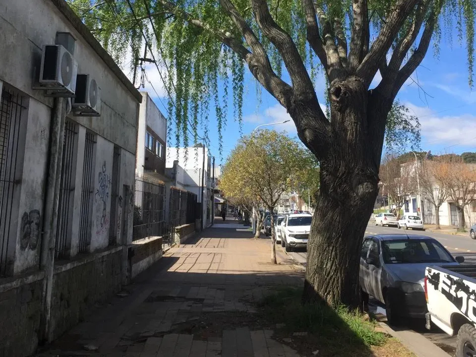 La Escuela 7 se renueva, los árboles esperan respuesta